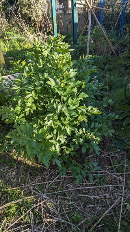 Le plant de livèche