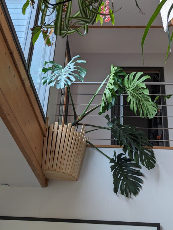 Le monstera suspendu et son cache pots