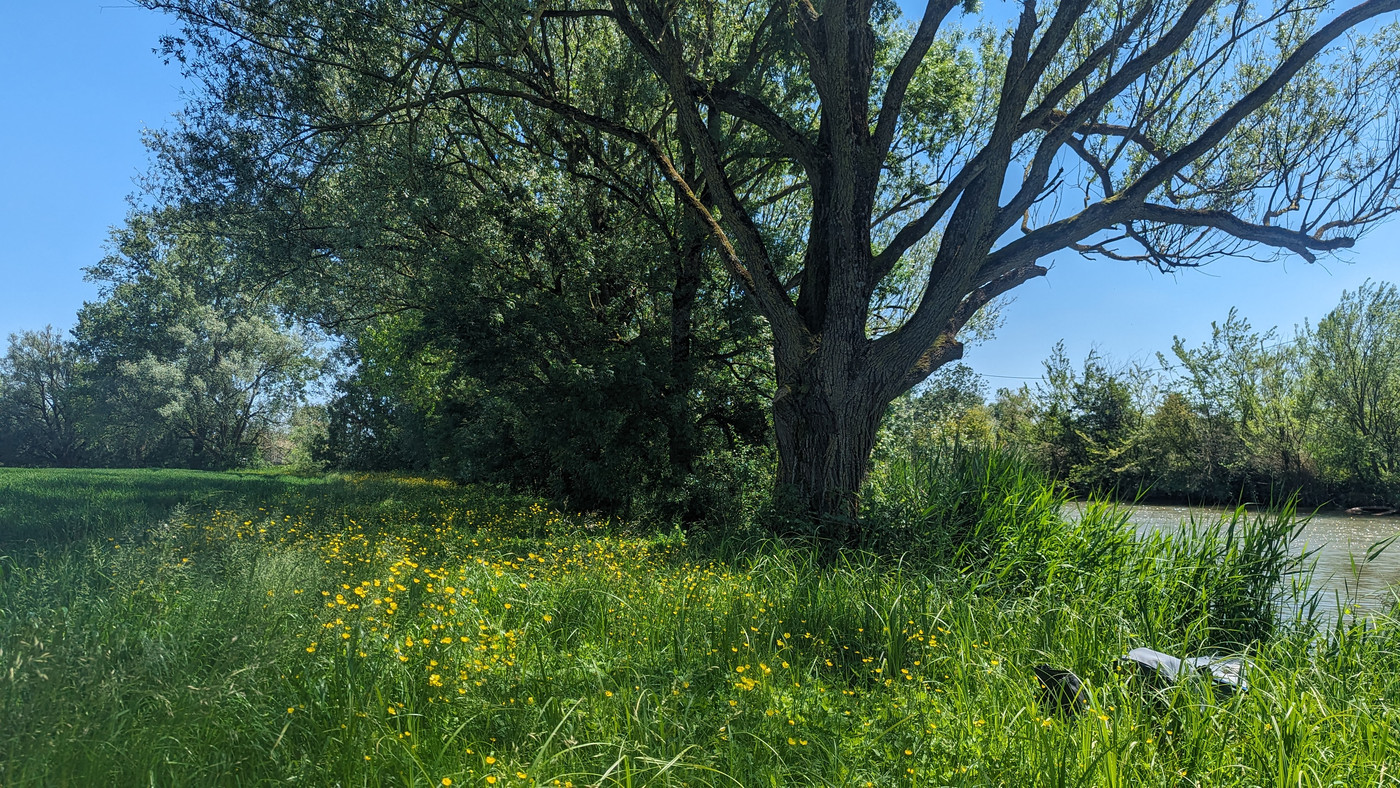 Bels arbres sur la rive