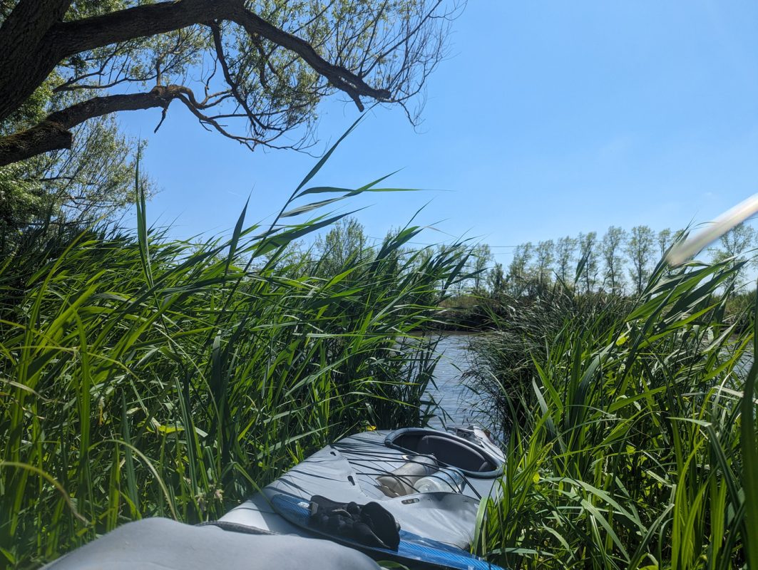 LE kayak remonté entre les roseaux