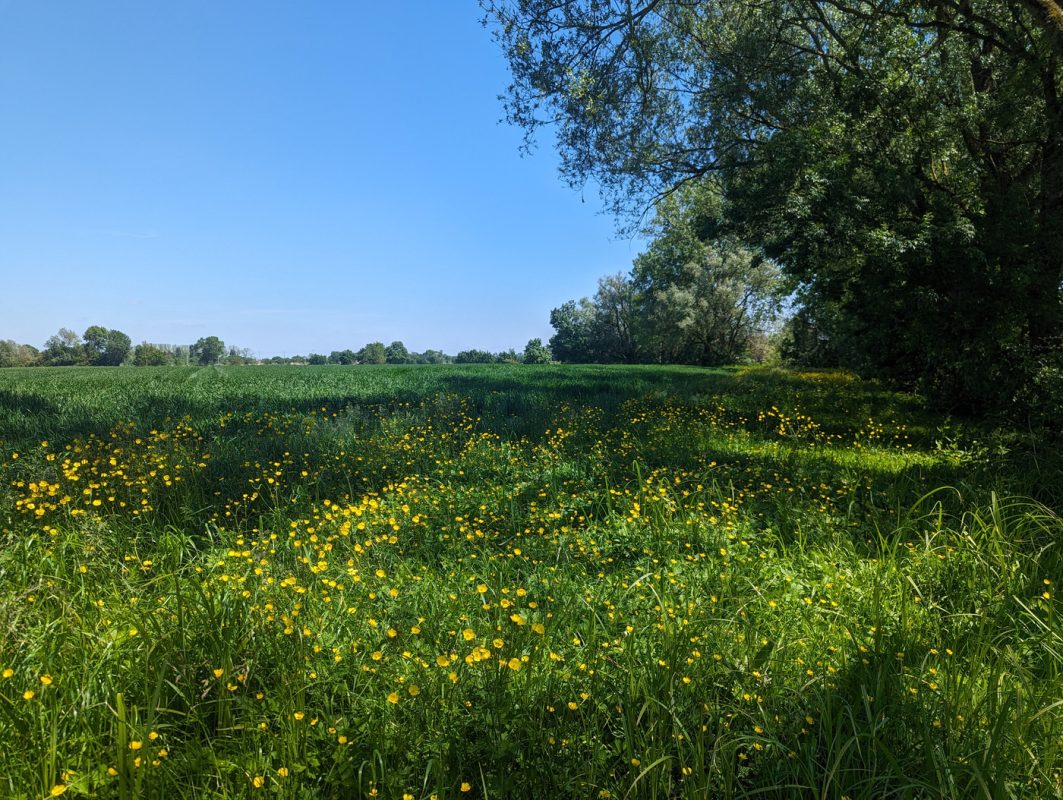 Champ de boutons d'or