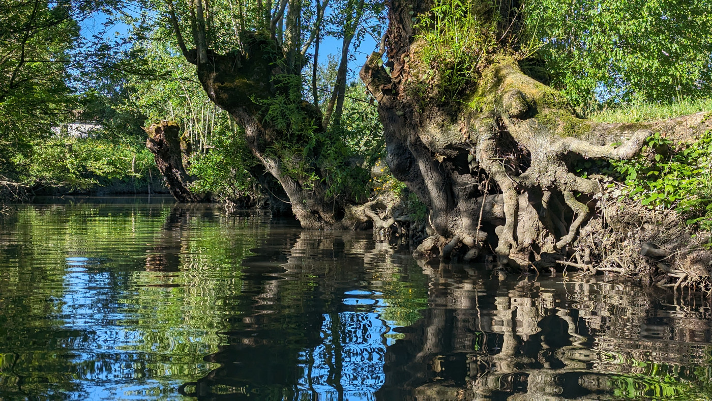 Jolie trogne d'arbre.