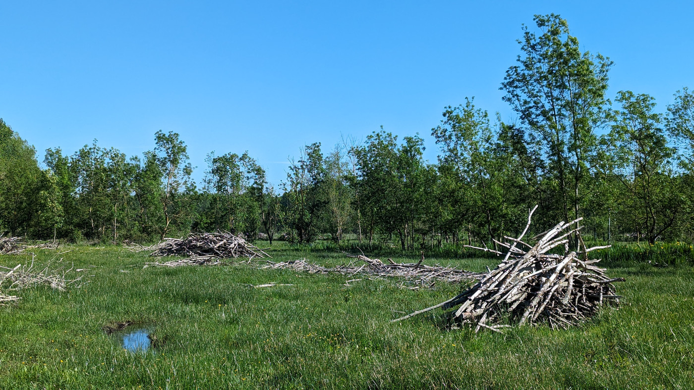 Bois 'flotté' dans en champs