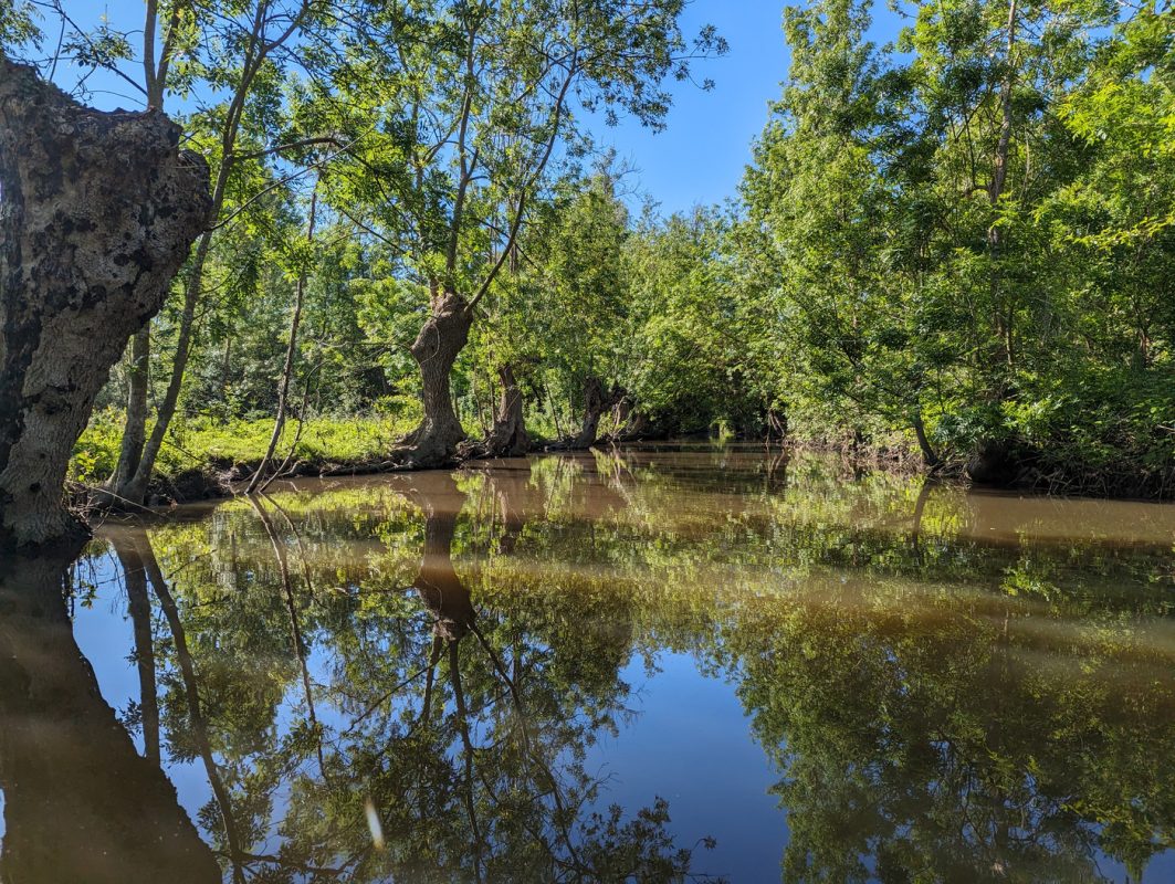 Les trognes et les branches du canal