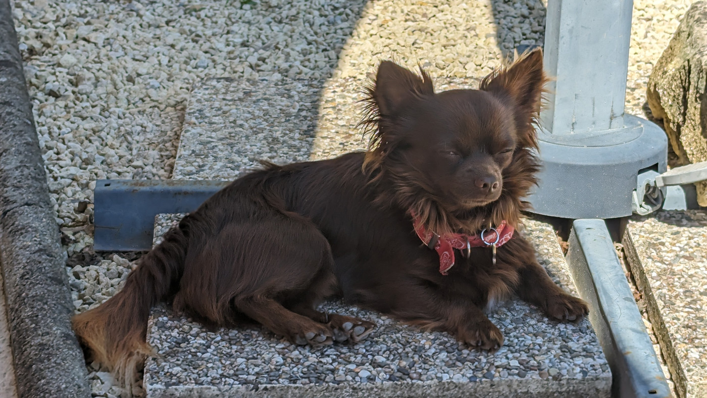 Petit chien de l'auberge