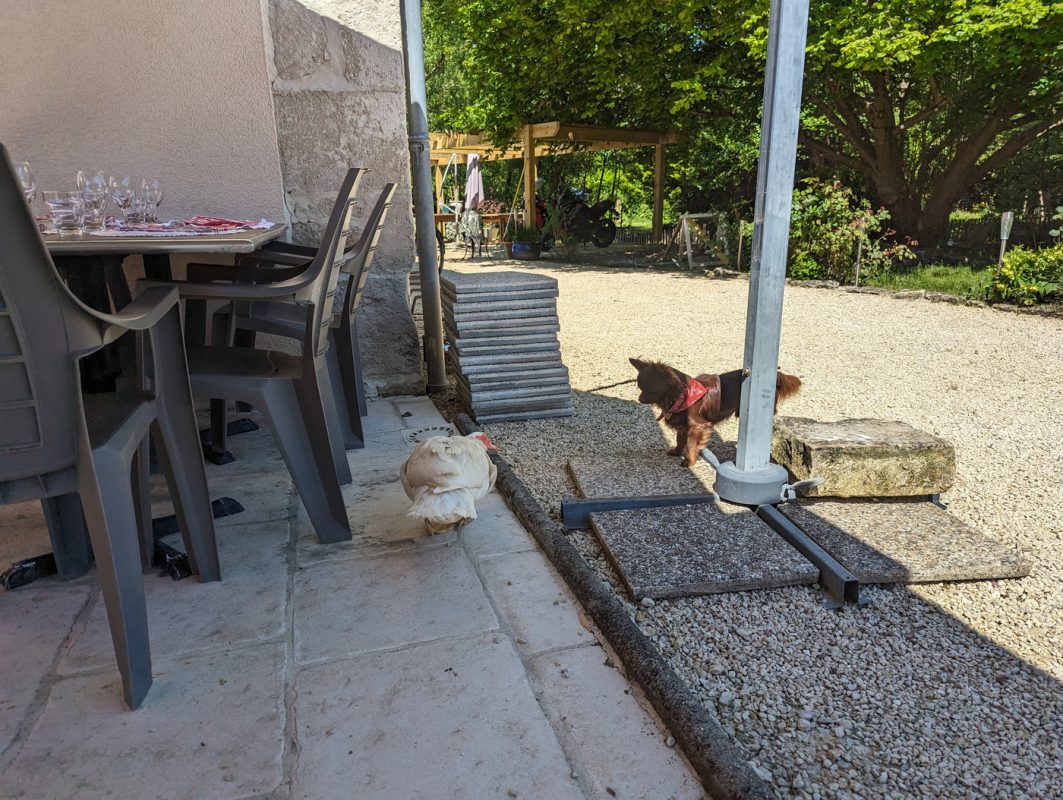 Paix relative entre le canard et le chien