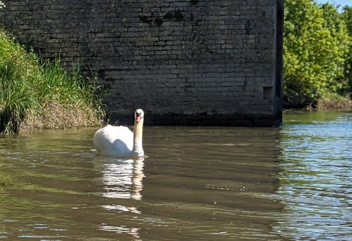 Cygne