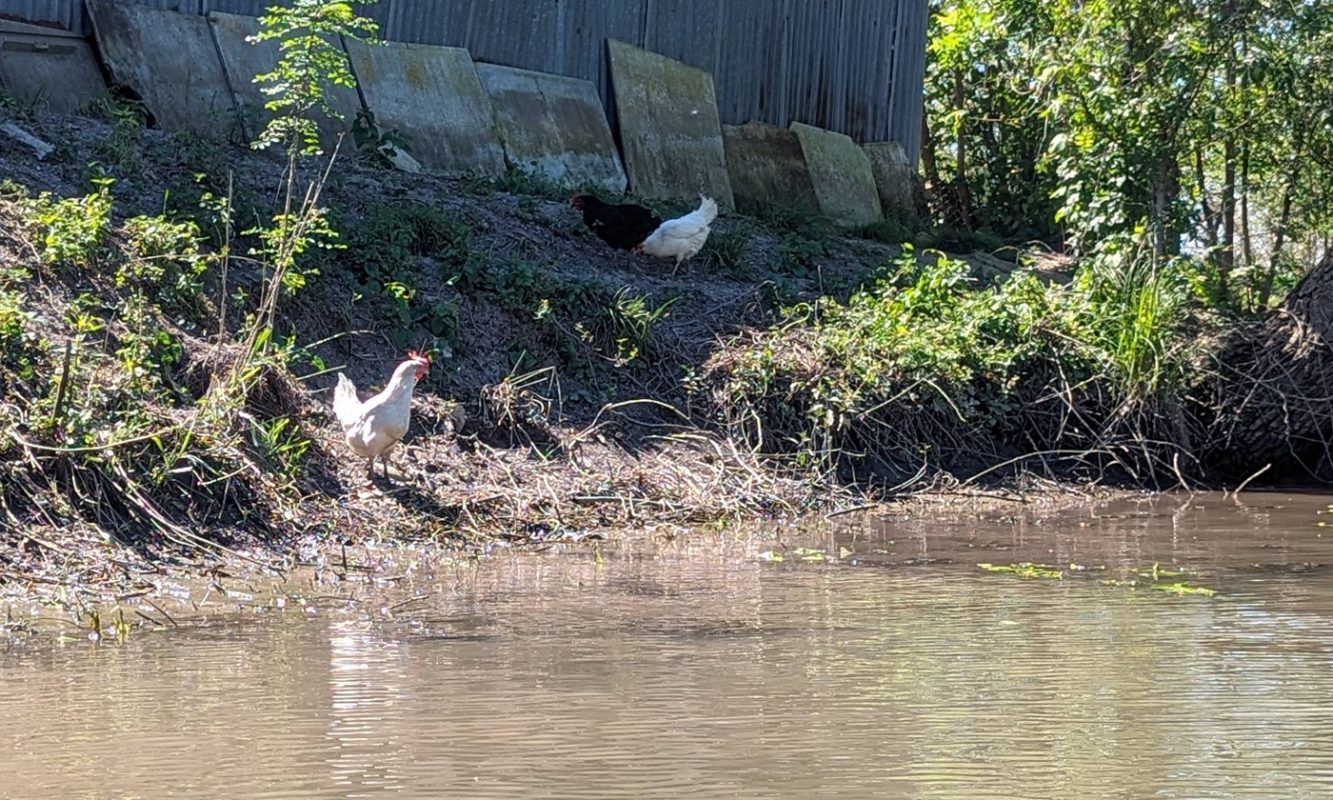 Poules sur le bord