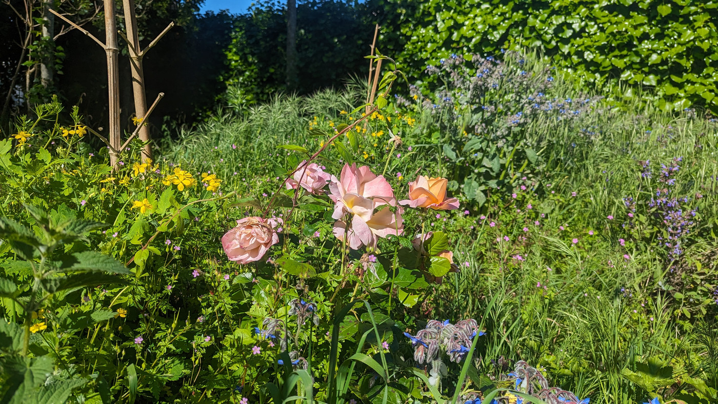 Roses et autres fleurs