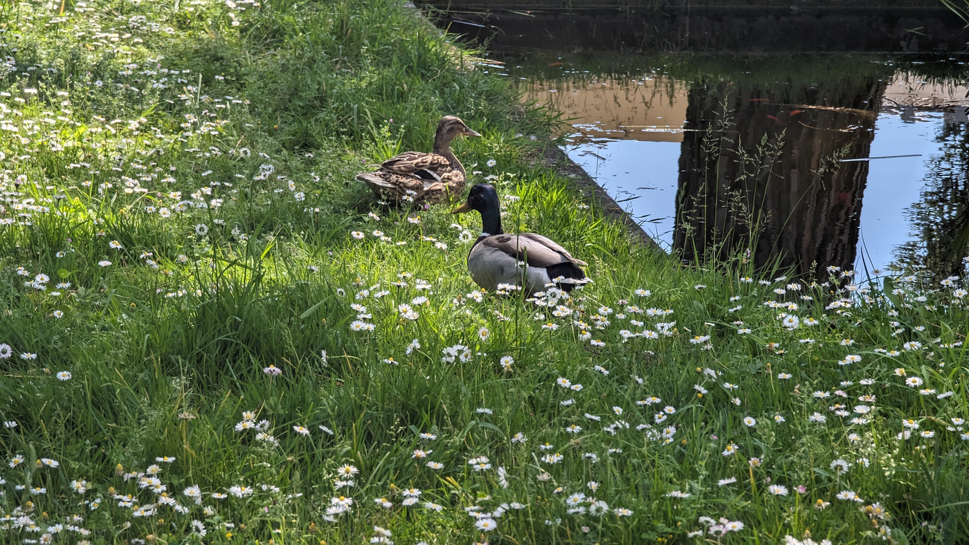 Les canards du jardin de l'Ehpad