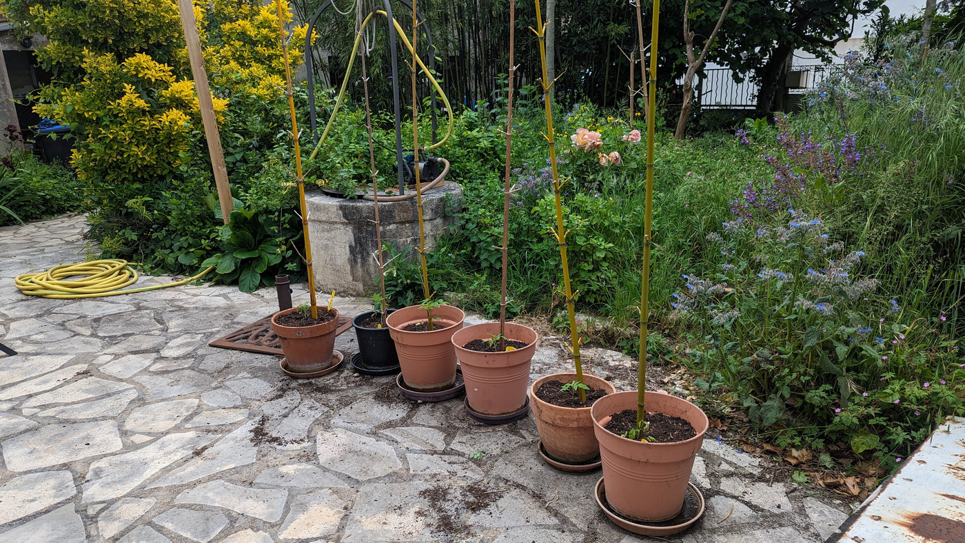 Plantations des semis de tomates de maman qui on bien pris.