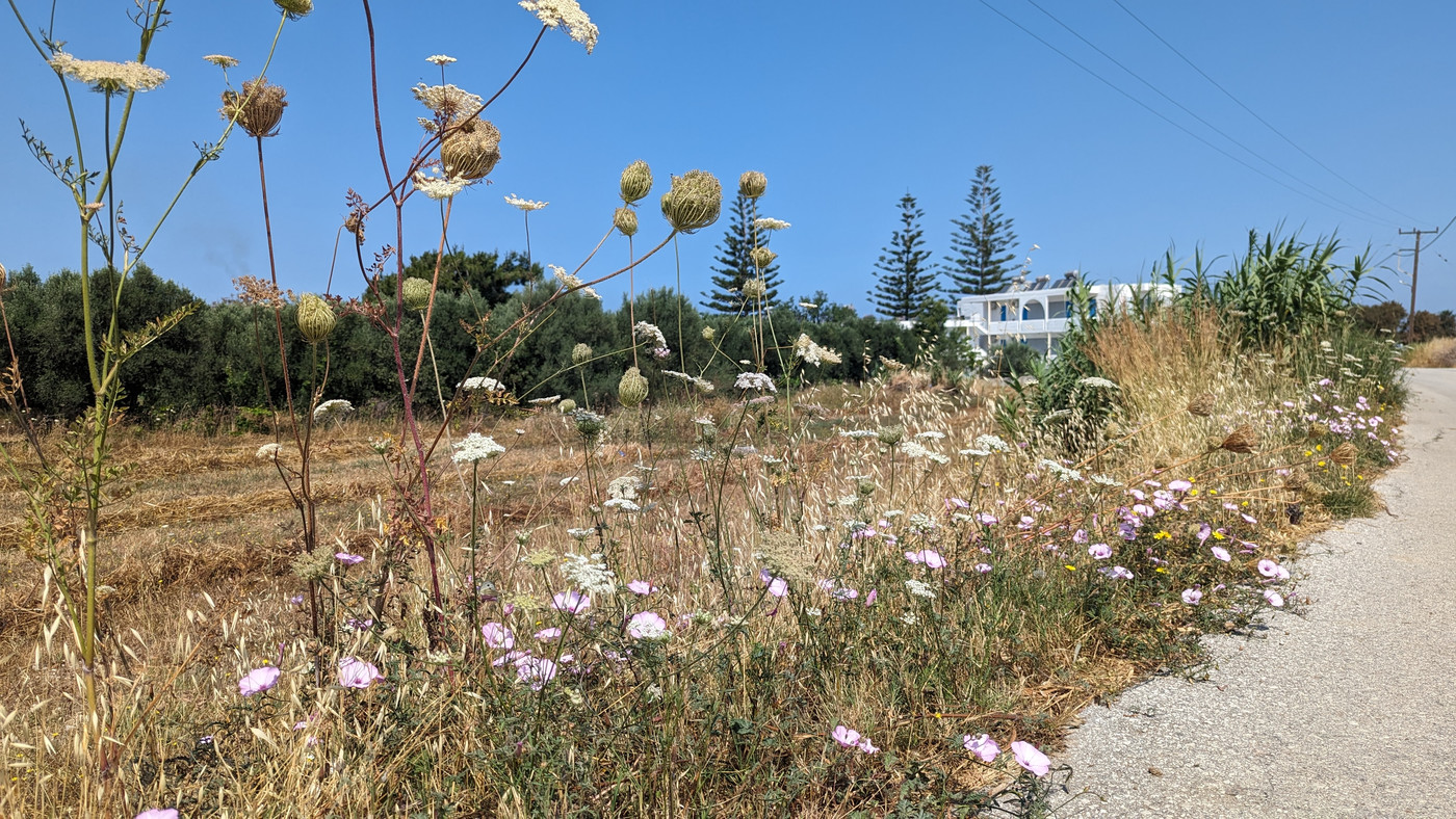 Partout des fleurs en bordure de route.