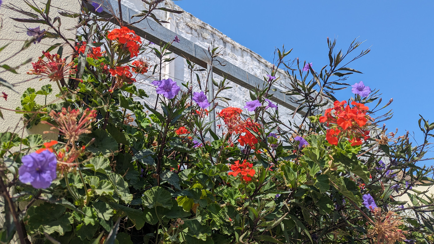 Fleurs toujours