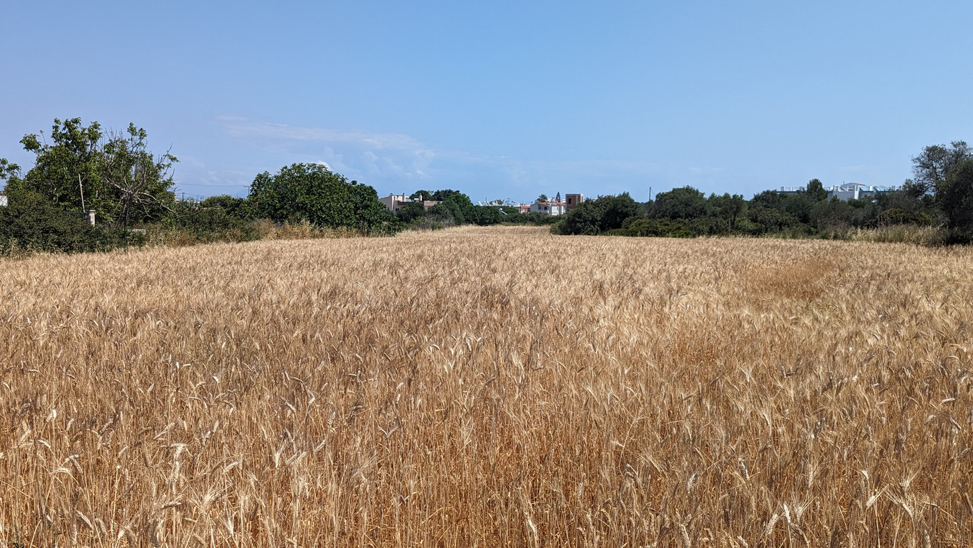 Les champs de blé