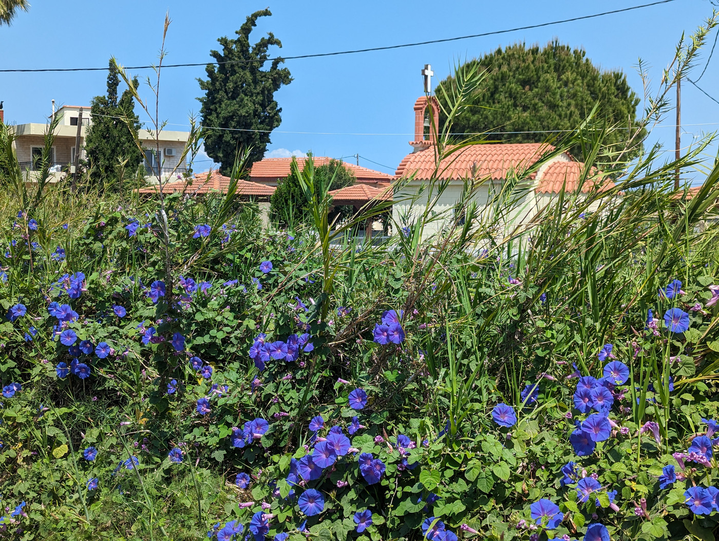 Chapelle et Ipomées