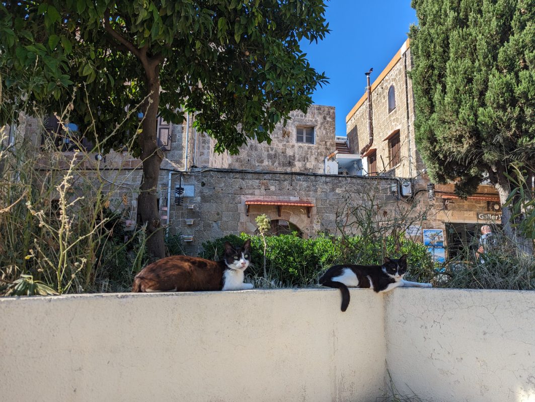 Comme partout sur Rhodes (l'île), des chats partout !