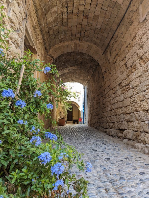 Ruelle couverte, avec un Plumbago.