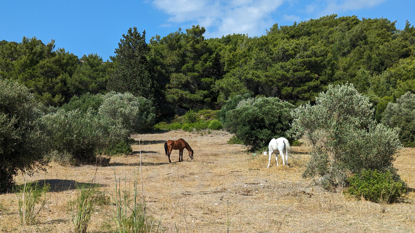 Chevaux parmi les oliviers