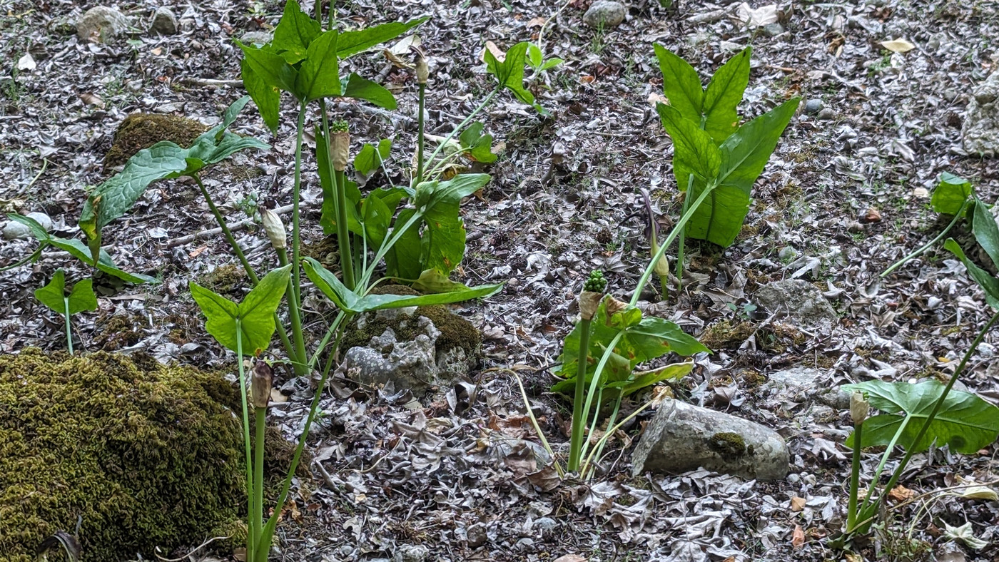 Les plantes dont les fleurs attirerons les papillons dans 1 mois