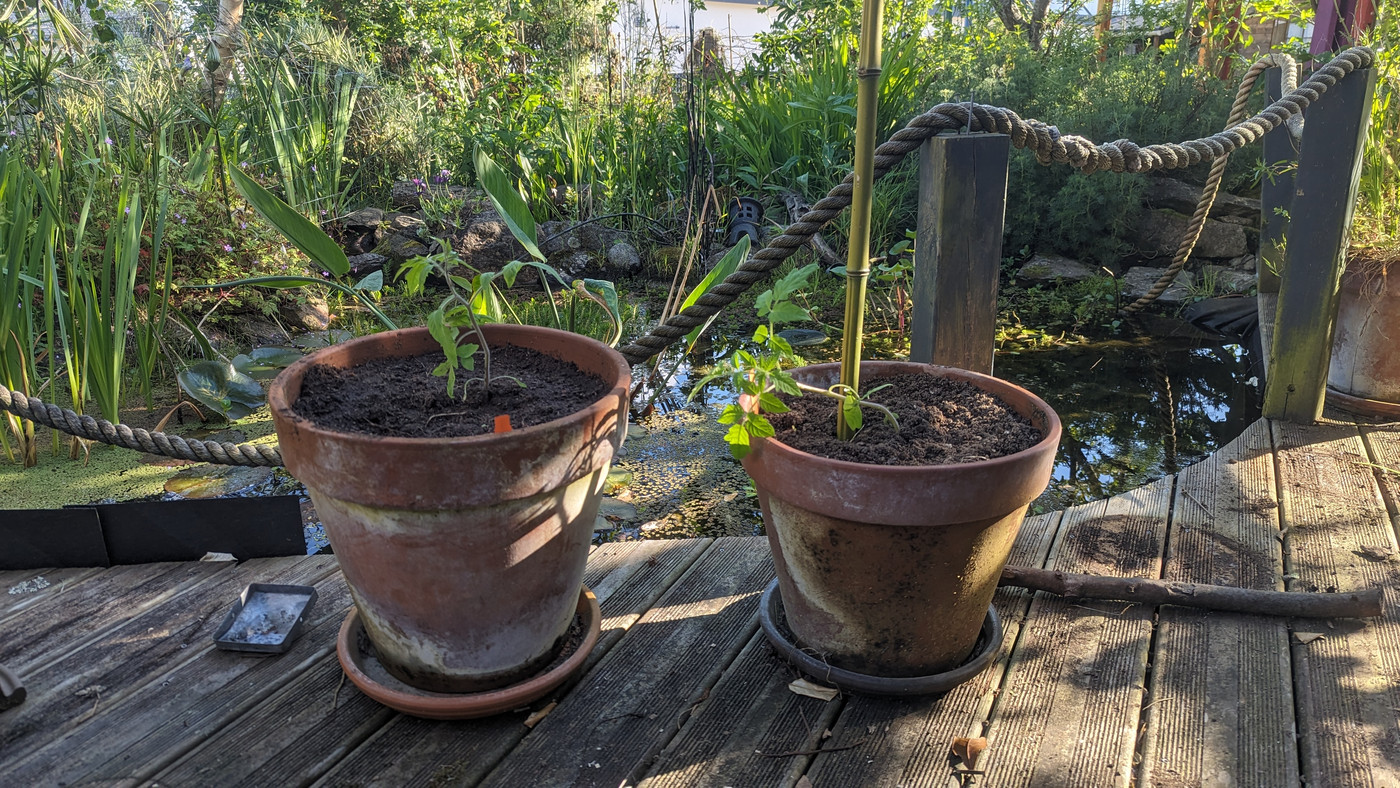 Plants de tomates