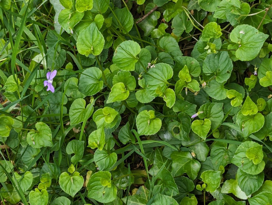 Violette des bois