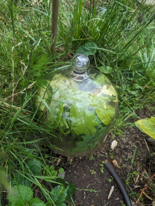 Domage de laisser cette plante comestible sous cloche, mais la poule la dévore sinon.