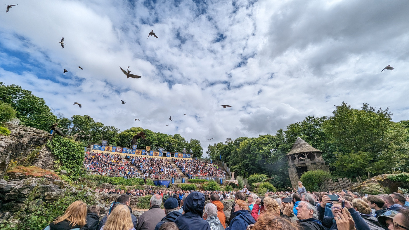 Les oiseaux, plein le ciel