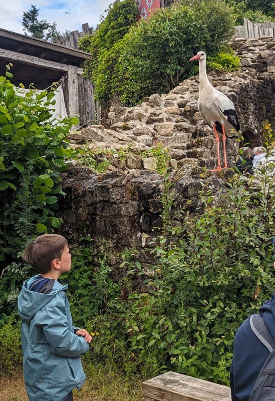 Le fils de Nicolas fasciné par une Aigrette 