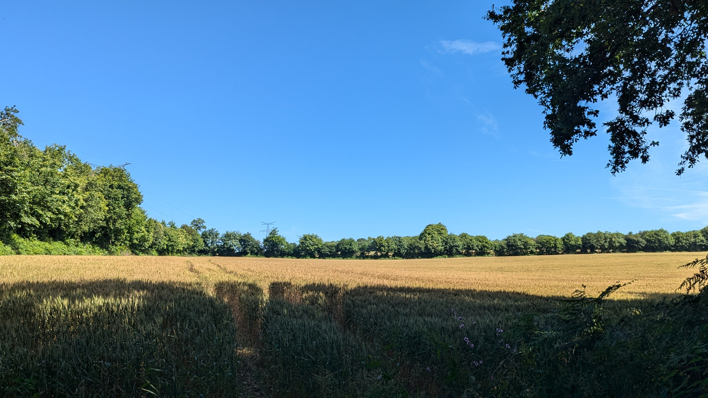 Champs de blé