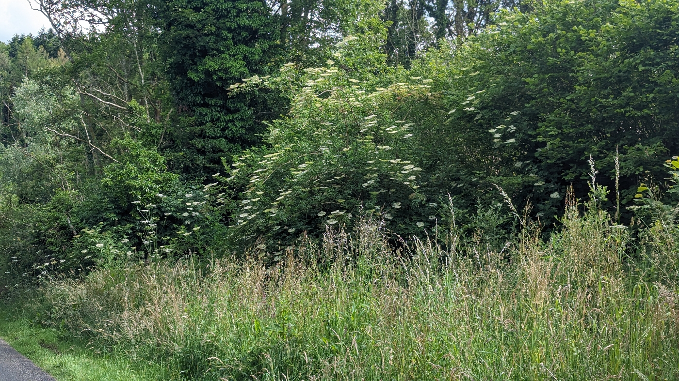 Le sureau noir dans la campagne