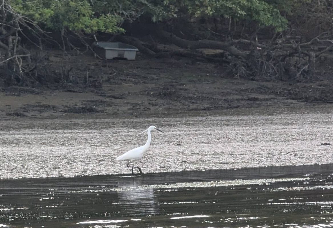 Aigrette