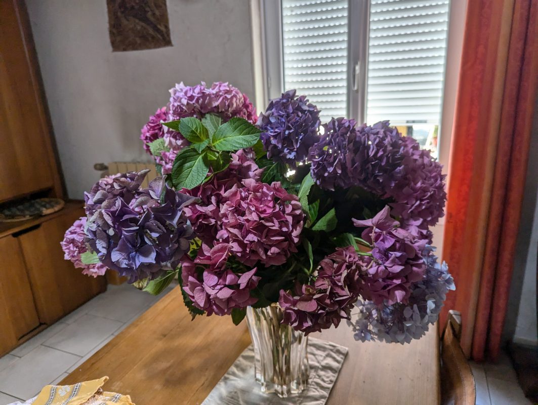 Bouquet d'Hortensia