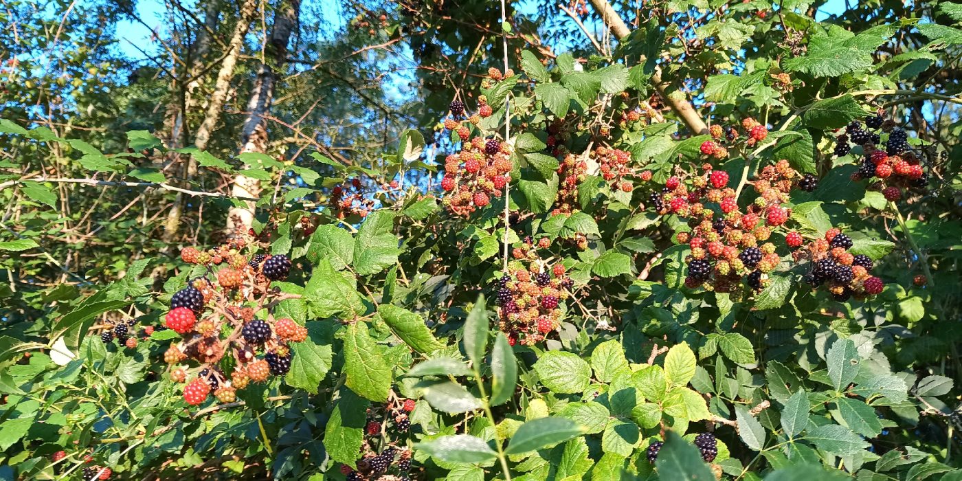 Les grappes de mures au matin