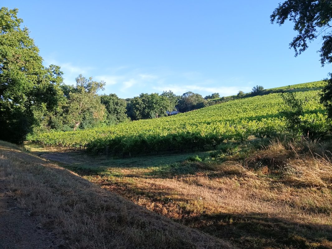 Les coteaux de vignes