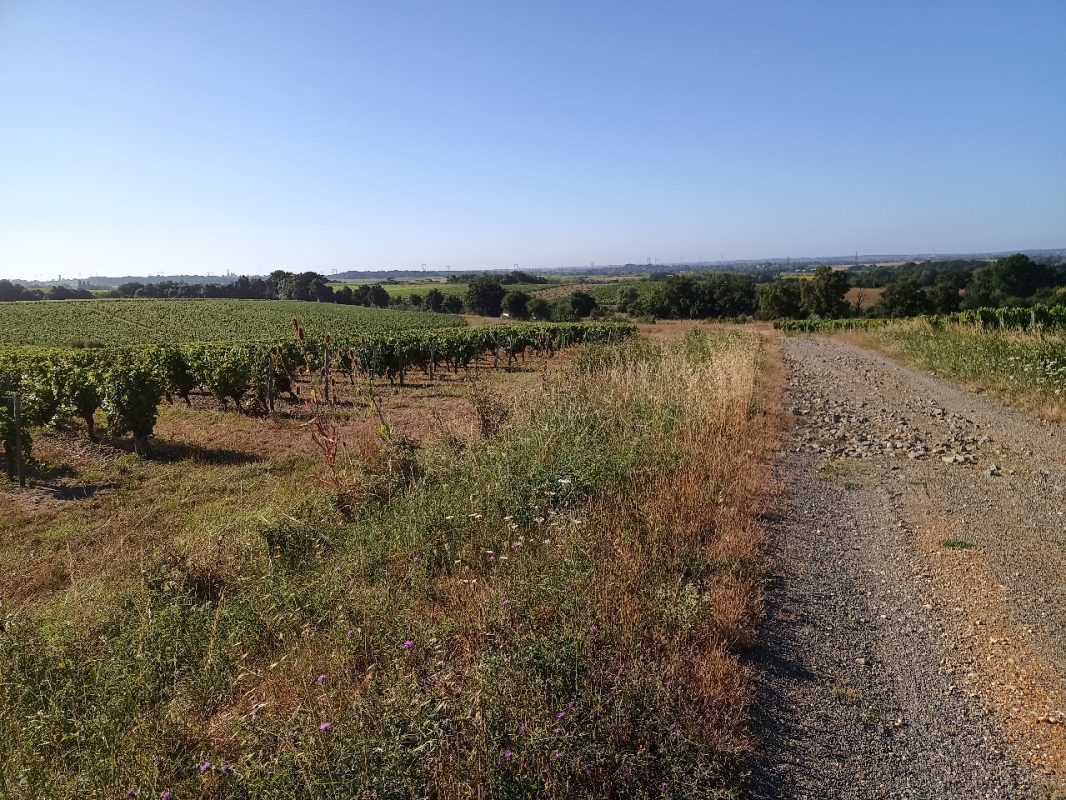 Je longe les vigne depuis ce matin