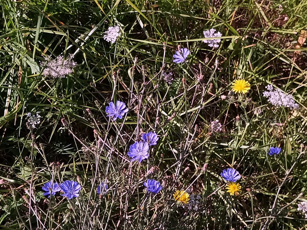 Parterre de fleurs colorées