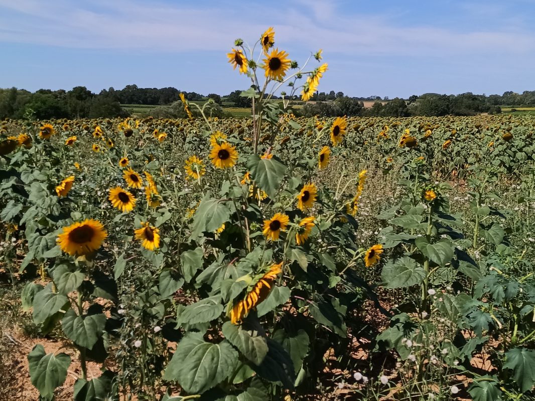 Fleurs de tournesol