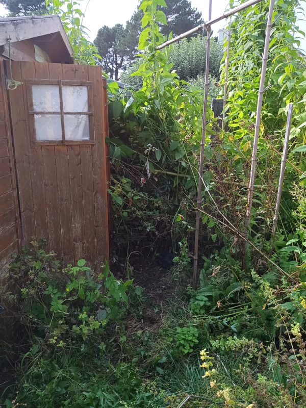 Tiens, y'a un cabanon sous la végétation !