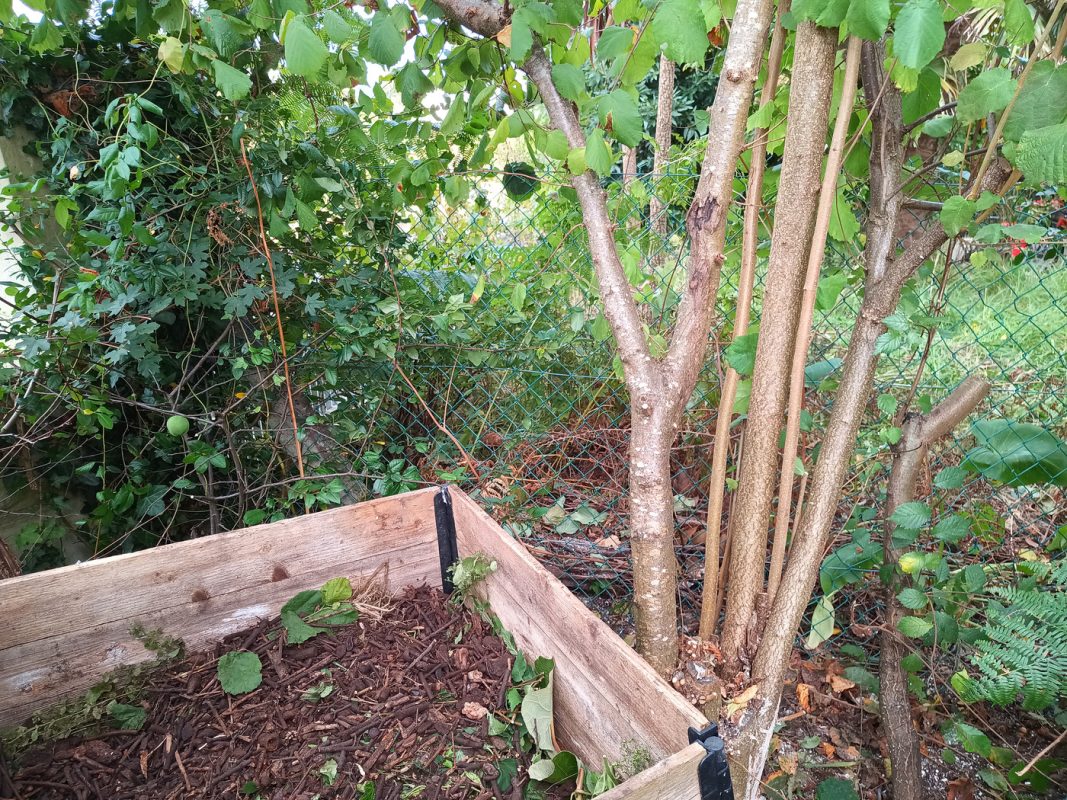 Après avoir coupé une partie du buisson