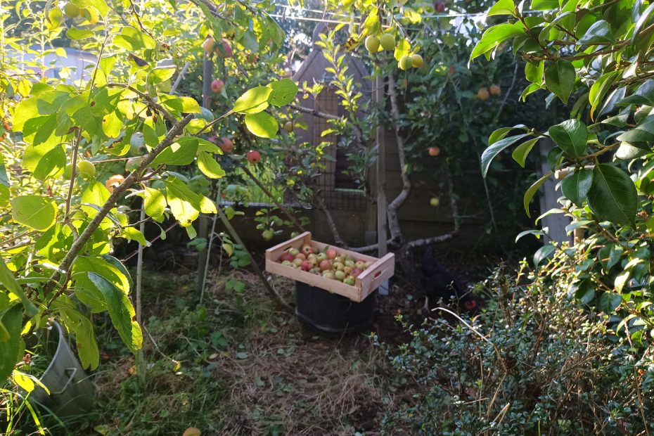 Ramassage des pommes et des poires