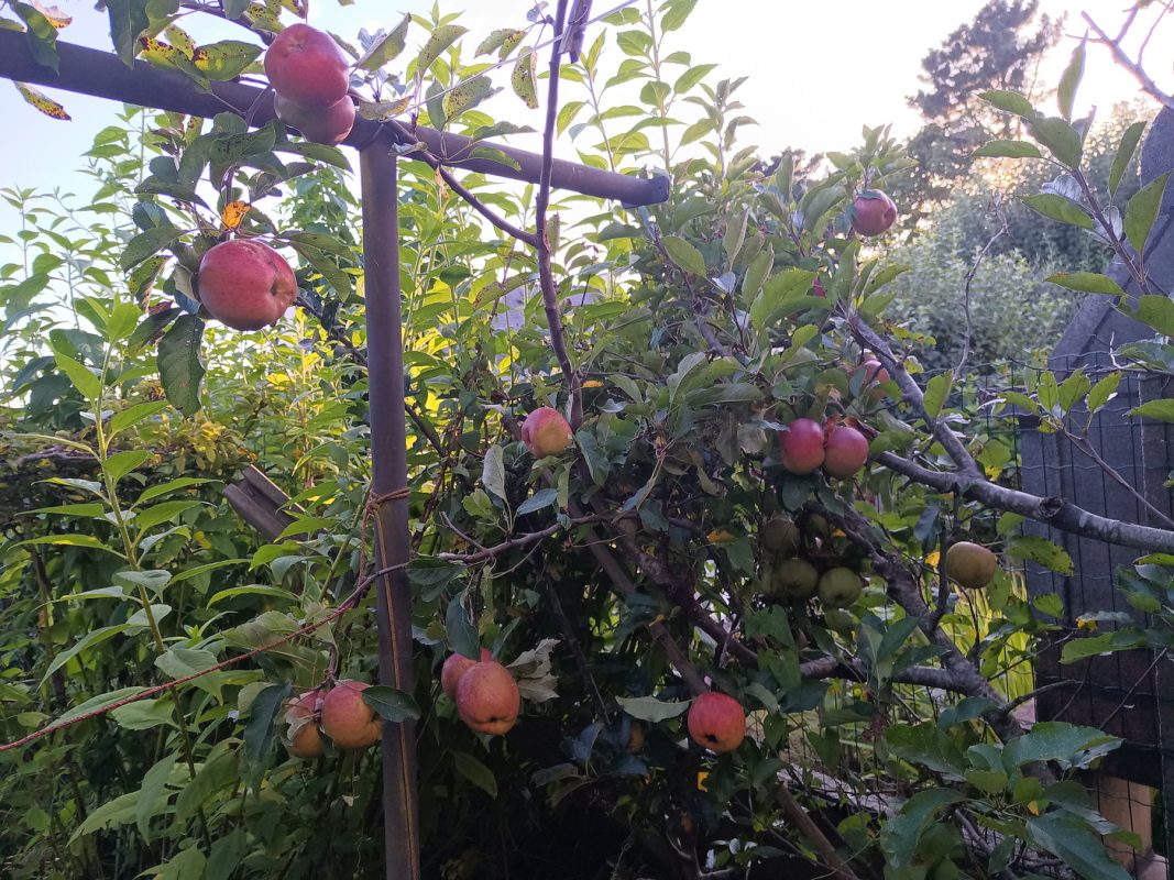 Plein d'énorme pommes !