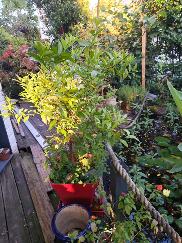 Le plant de clémentine acheté l'hiver dernierse plait bien, mais je vais le rentrer vu le froid la nuit.