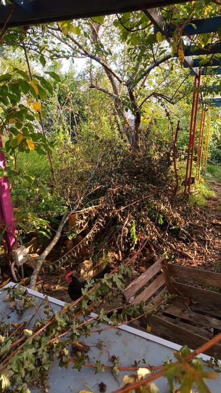 Un tas de branches au milieu du jardin