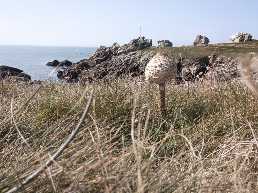 Champignon sur la côte