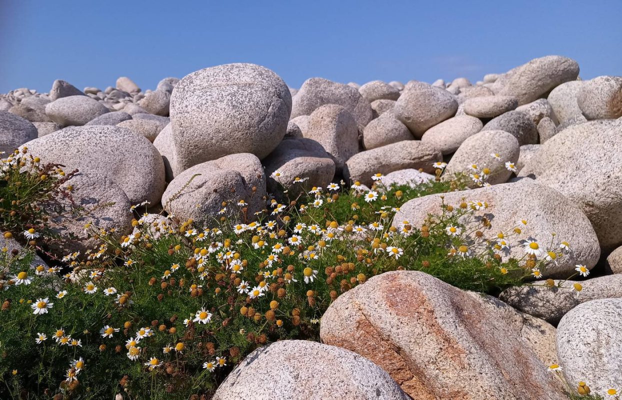 Il reste de marguerite parmi les galets