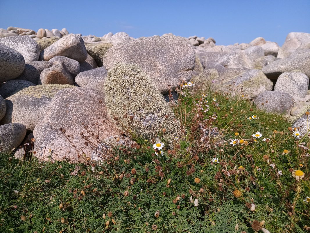 Une roche qui se cache dans la végétation