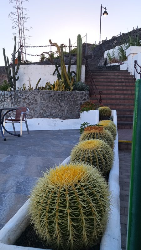 Bordure de Cactus