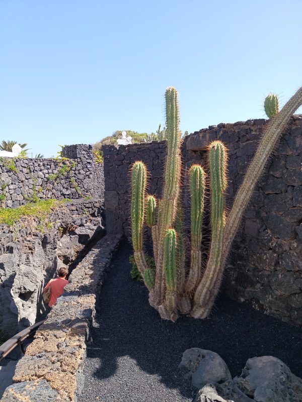 Cactus et chemin qui descend au sous-sol