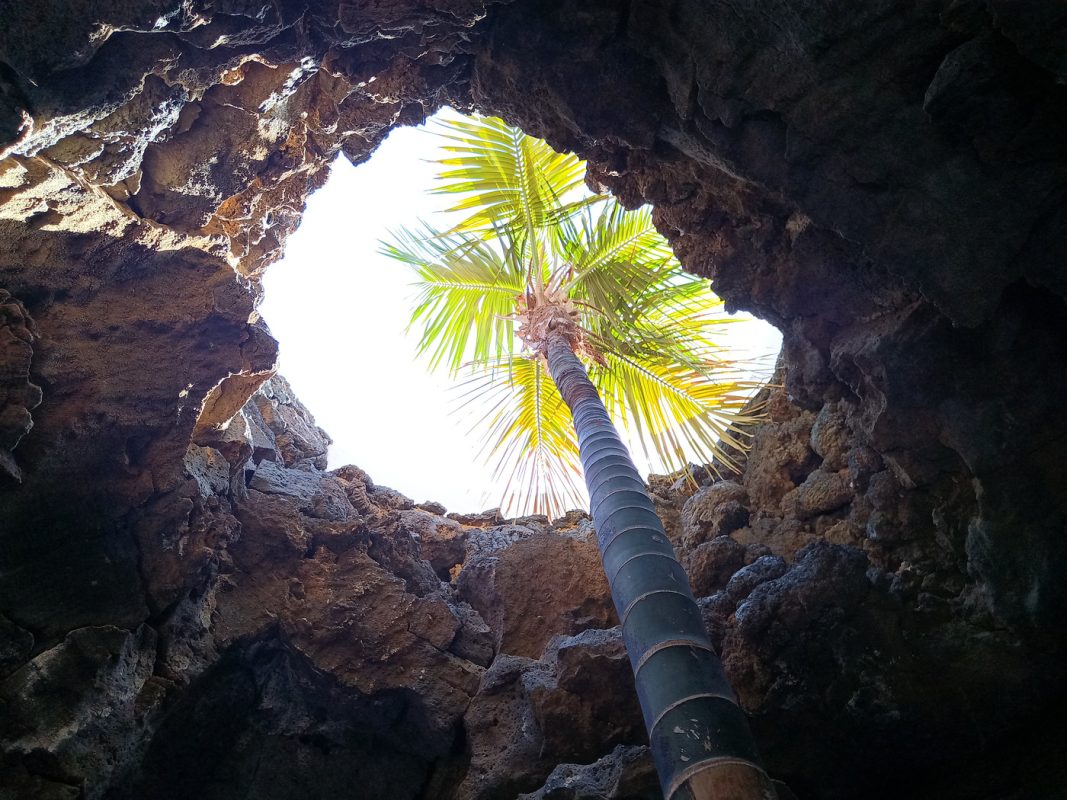 Les arbres poussent dans les trouées