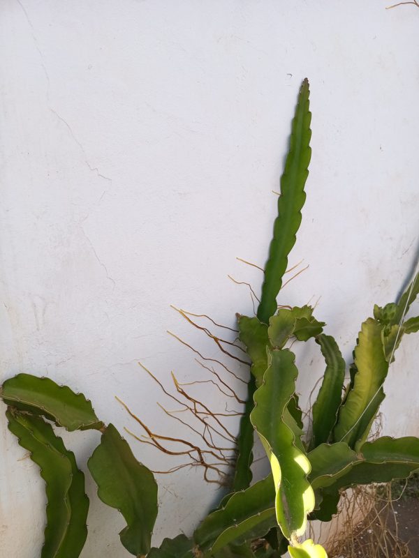 Ca pousse au mur les cactus ?